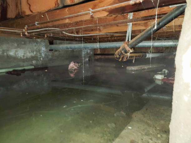 Best Mold removal after water damage  in Roodhouse, IL